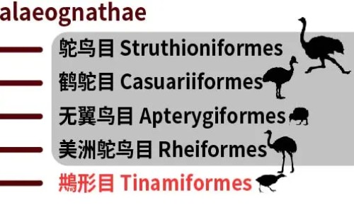 天泡草的功效与主治网天泡草能治疱疹吗知识网站,分享天泡草煮水洗澡的作用大全